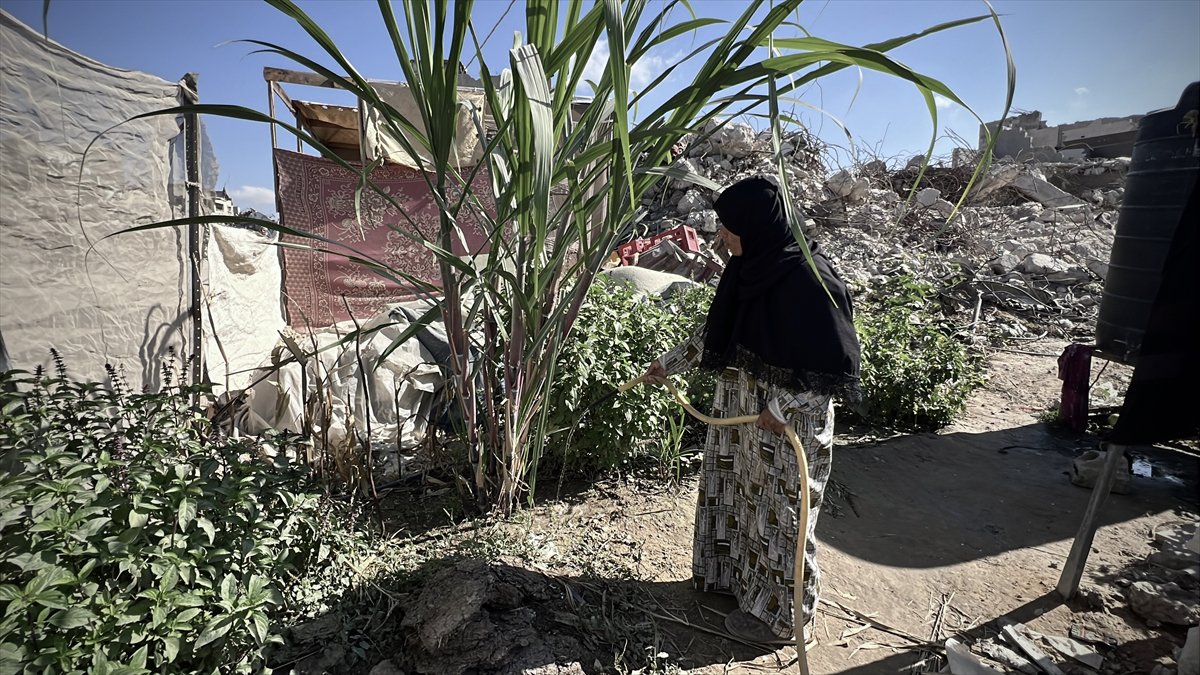 Filistinli çiftçiler kaldıkları çadırların arasında sebze yetiştirmeye başladı