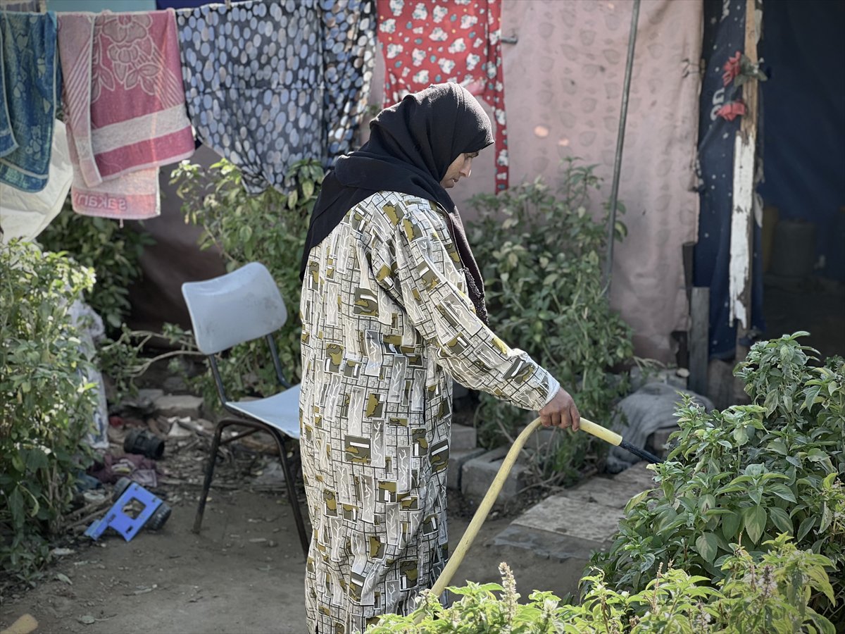Filistinli çiftçiler kaldıkları çadırların arasında sebze yetiştirmeye başladı