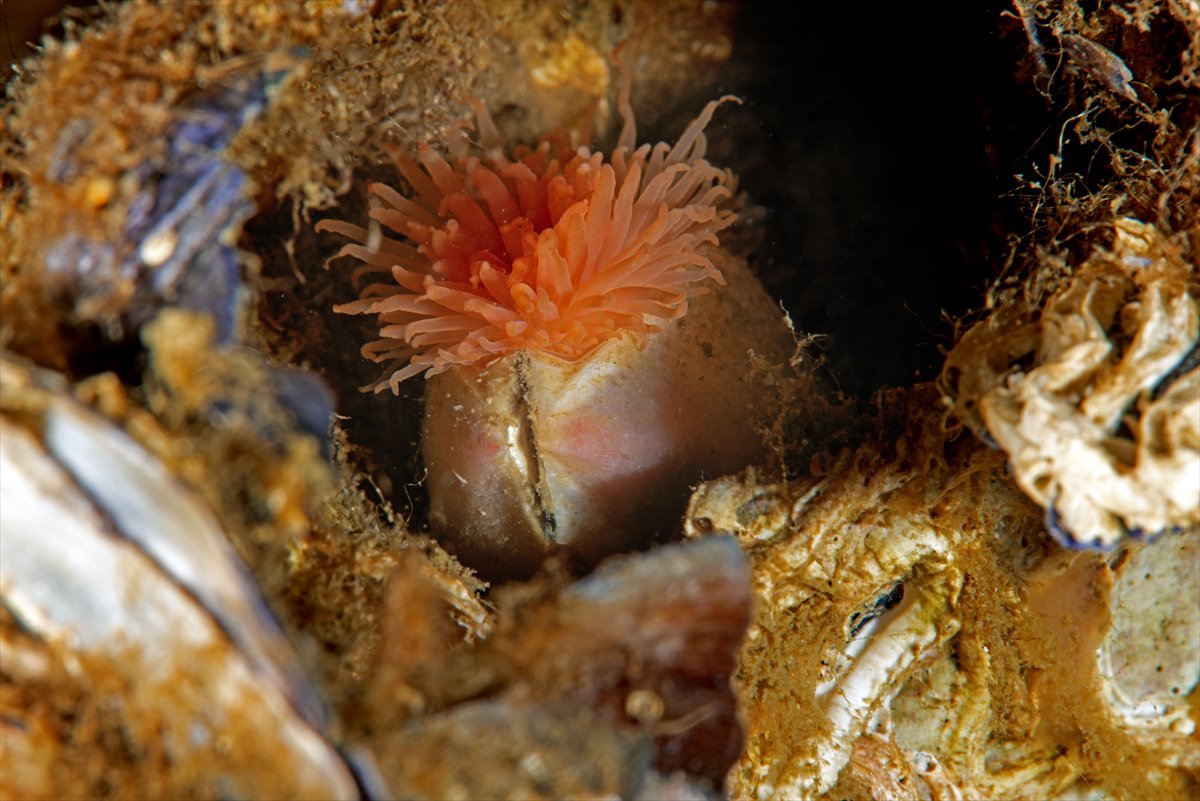 İstanbul Boğazı'nın sular altındaki manzarası