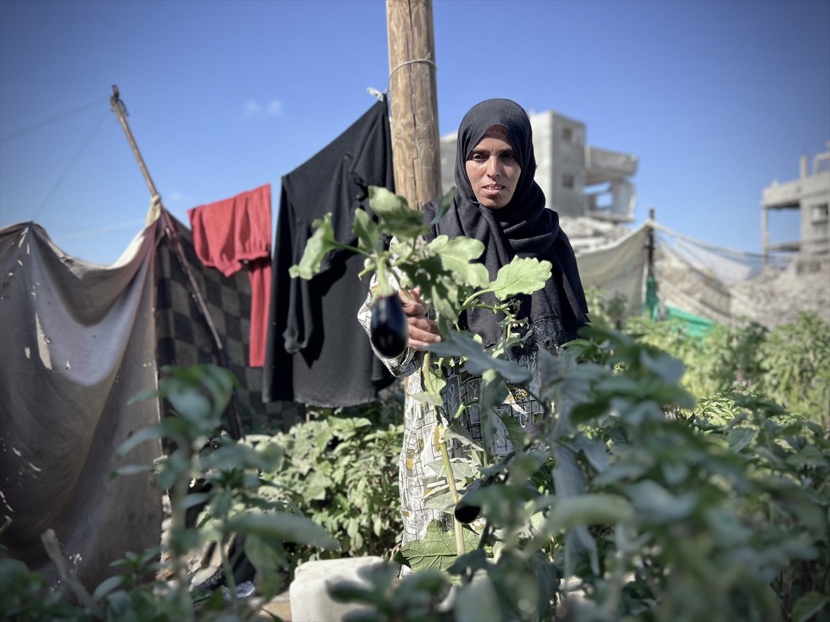 Filistinli çiftçiler kaldıkları çadırların arasında sebze yetiştirmeye başladı