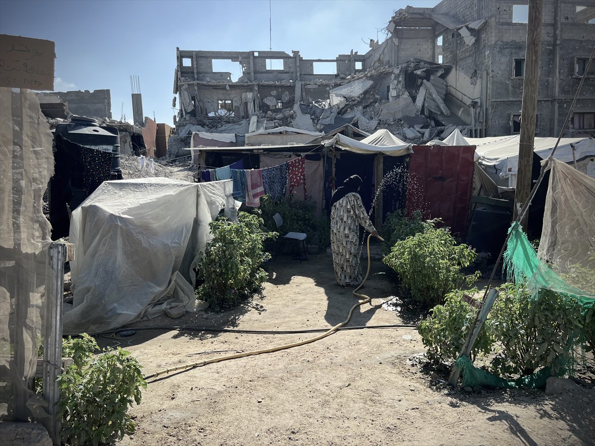 Filistinli çiftçiler kaldıkları çadırların arasında sebze yetiştirmeye başladı