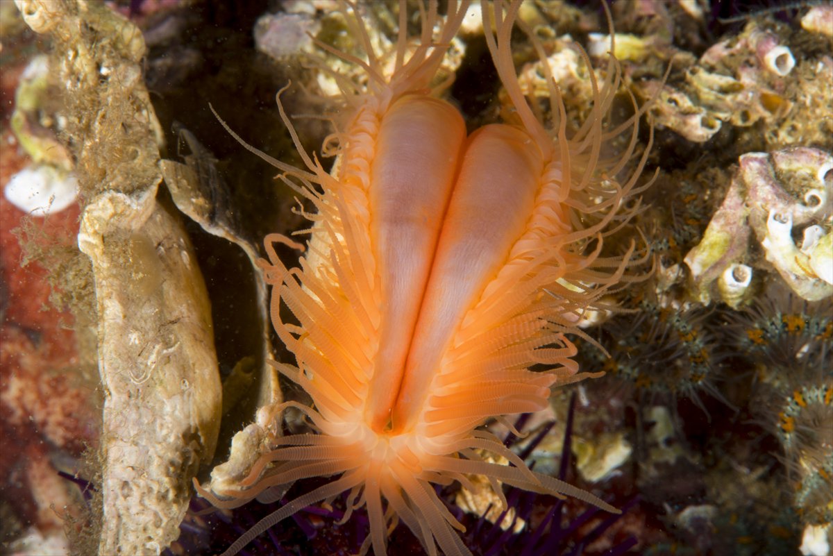 İstanbul Boğazı'nın sular altındaki manzarası