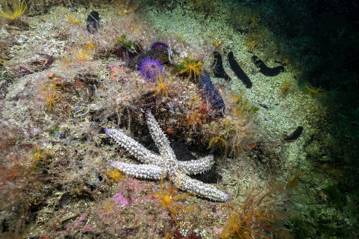 İstanbul Boğazı'nın sular altındaki manzarası