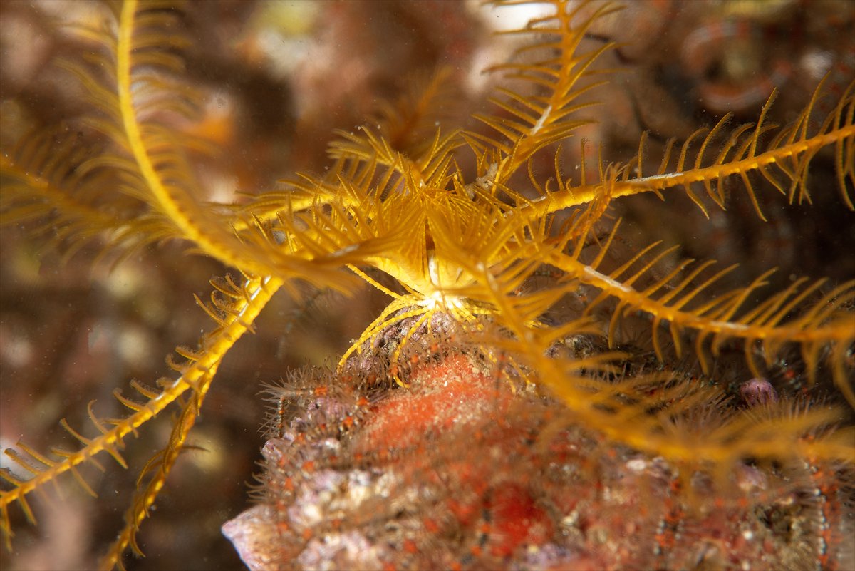 İstanbul Boğazı'nın sular altındaki manzarası