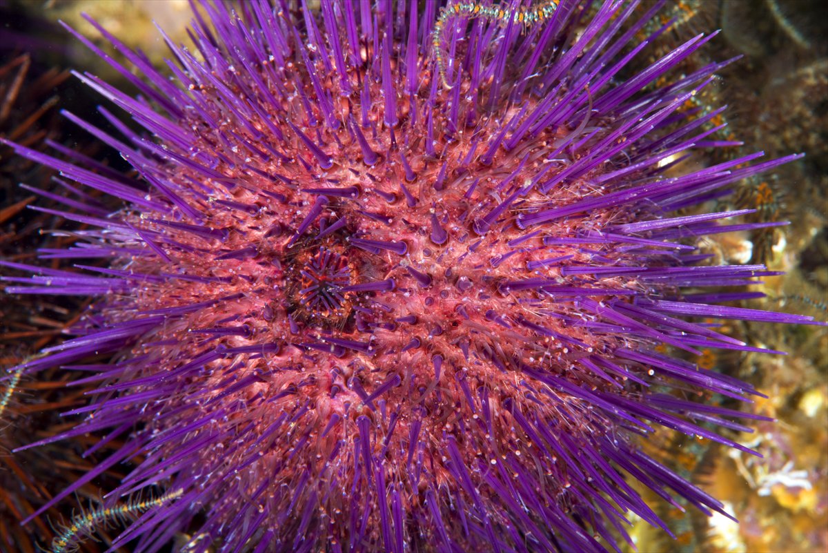 İstanbul Boğazı'nın sular altındaki manzarası