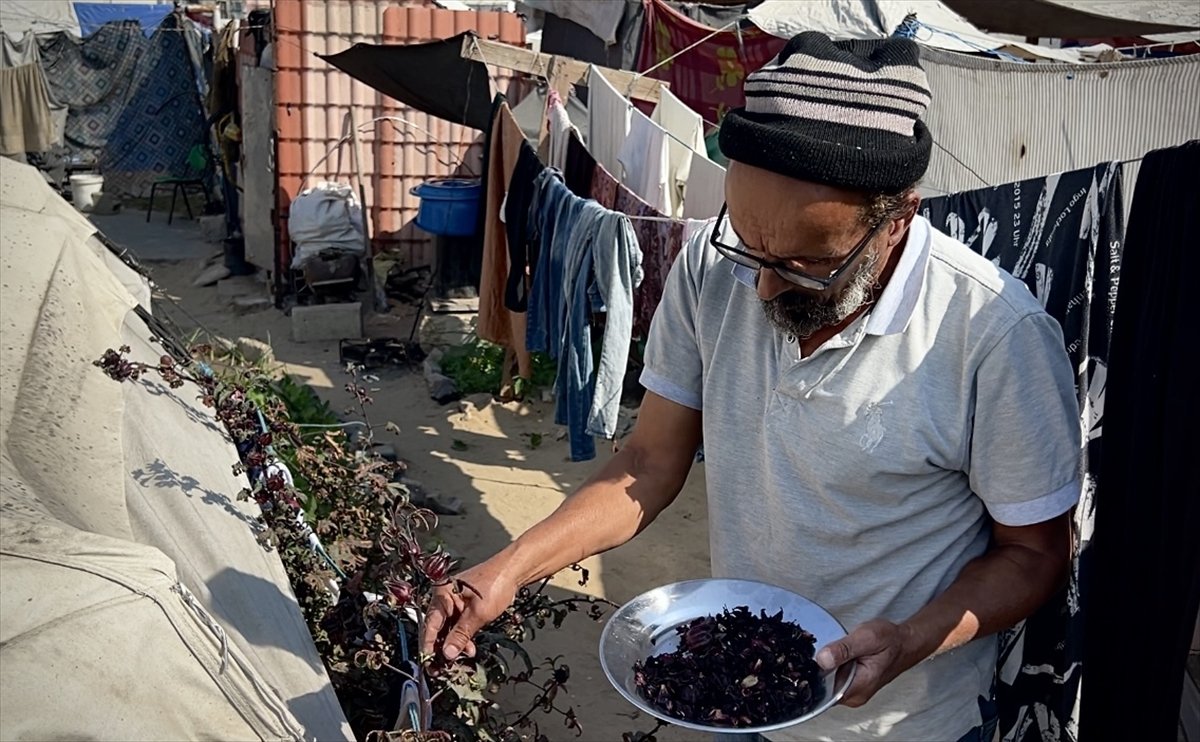 Filistinli çiftçiler kaldıkları çadırların arasında sebze yetiştirmeye başladı