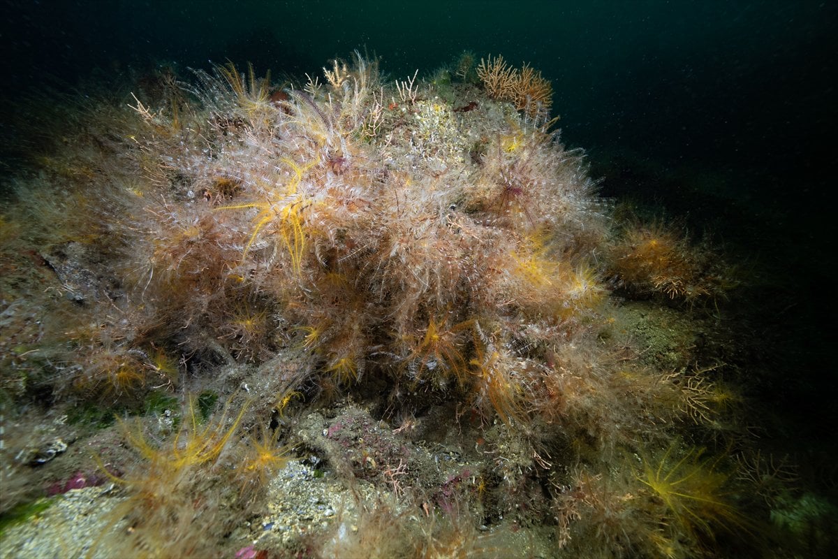 İstanbul Boğazı'nın sular altındaki manzarası