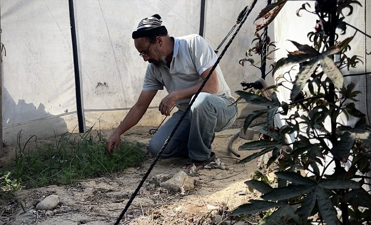 Filistinli çiftçiler kaldıkları çadırların arasında sebze yetiştirmeye başladı