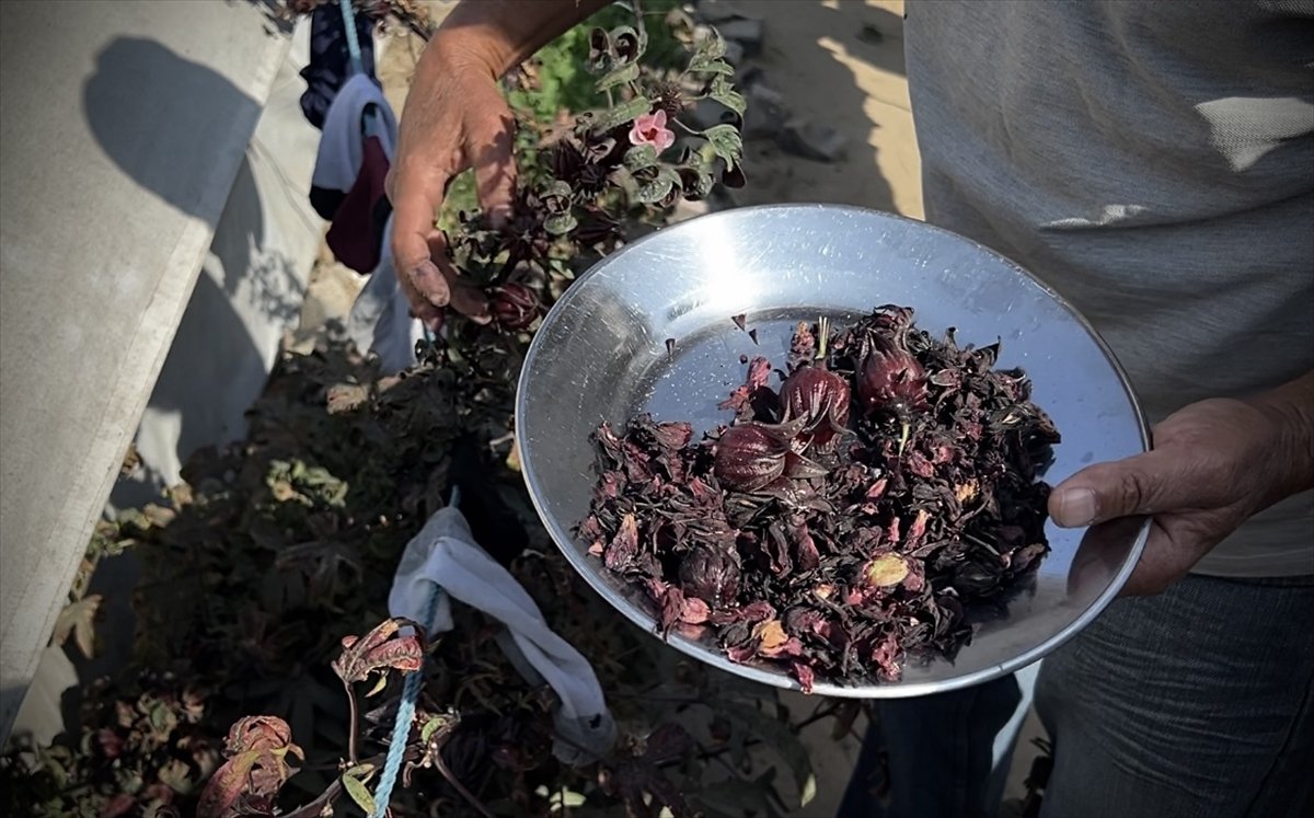 Filistinli çiftçiler kaldıkları çadırların arasında sebze yetiştirmeye başladı