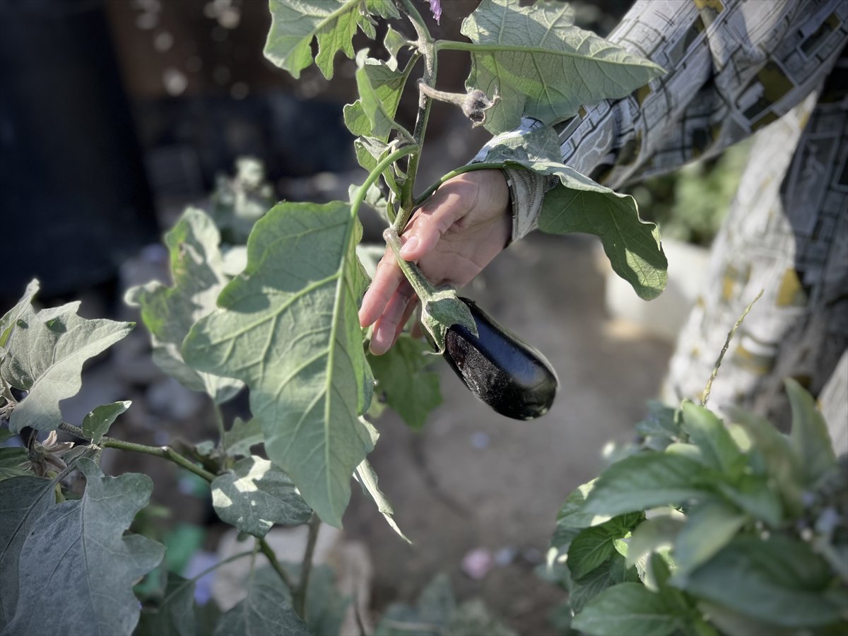 Filistinli çiftçiler kaldıkları çadırların arasında sebze yetiştirmeye başladı