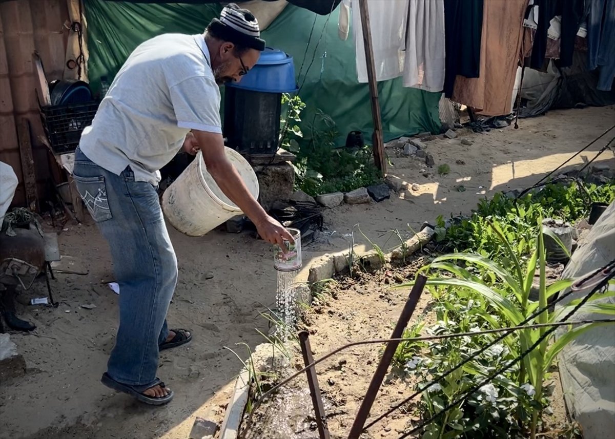 Filistinli çiftçiler kaldıkları çadırların arasında sebze yetiştirmeye başladı