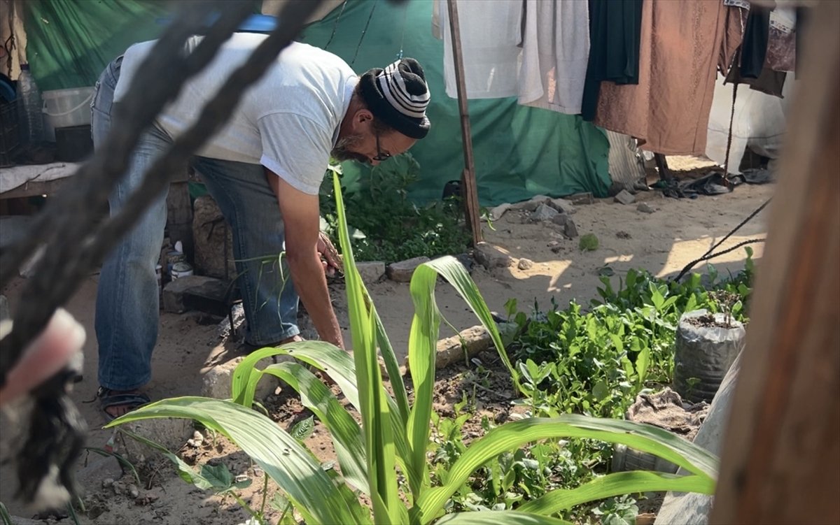Filistinli çiftçiler kaldıkları çadırların arasında sebze yetiştirmeye başladı