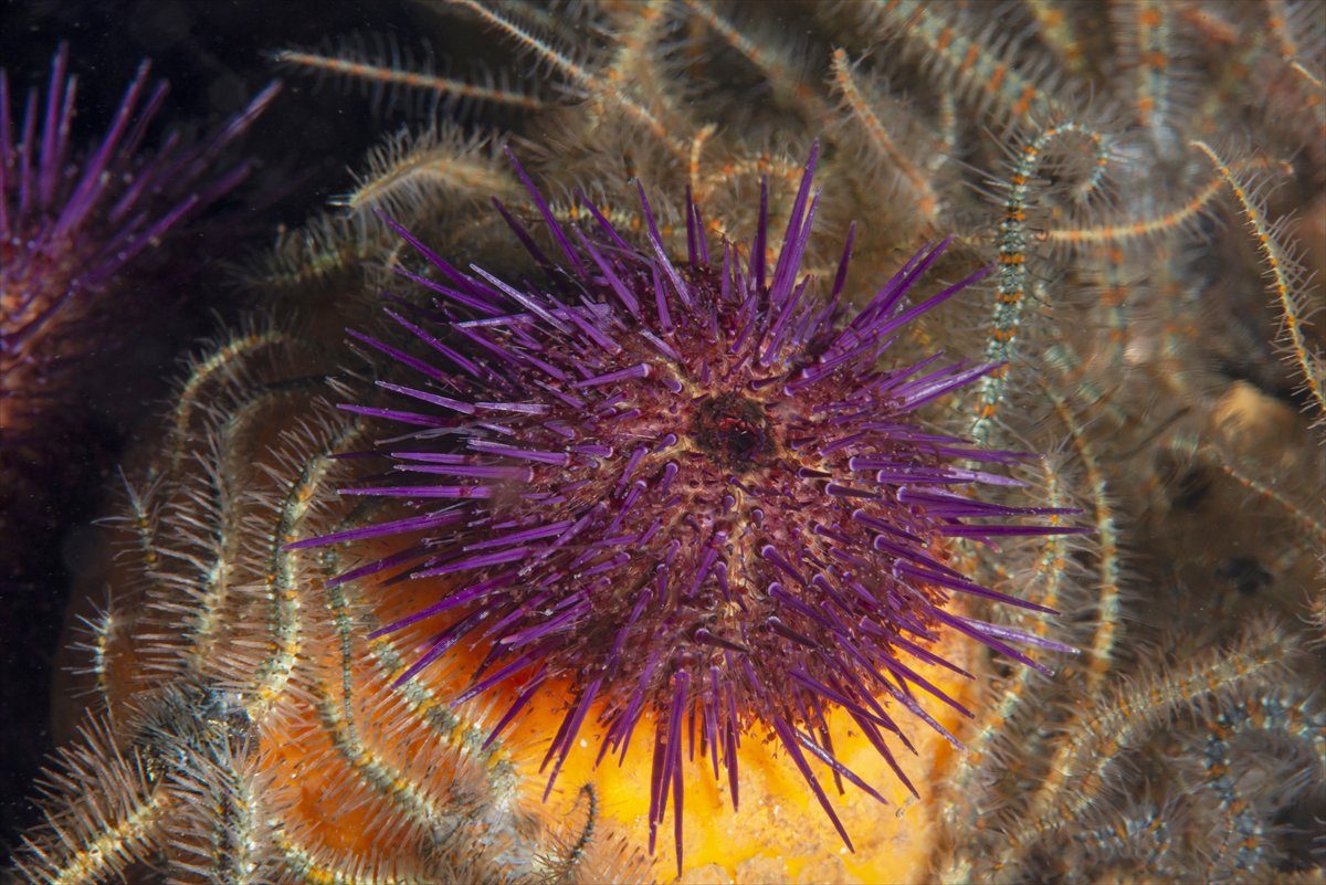 İstanbul Boğazı'nın sular altındaki manzarası