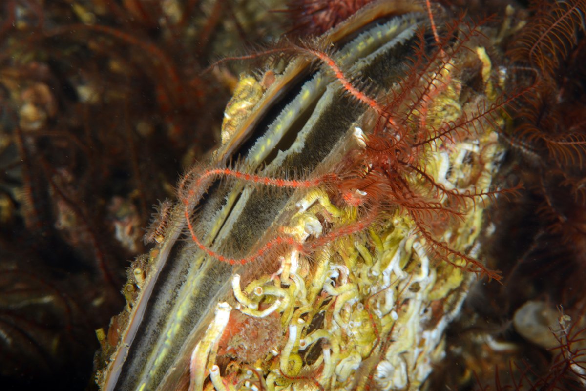 İstanbul Boğazı'nın sular altındaki manzarası