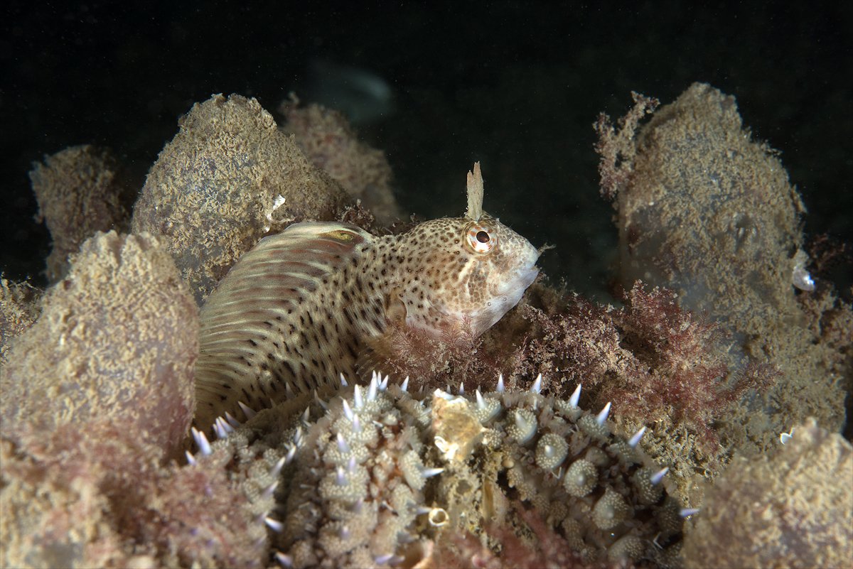 İstanbul Boğazı'nın sular altındaki manzarası