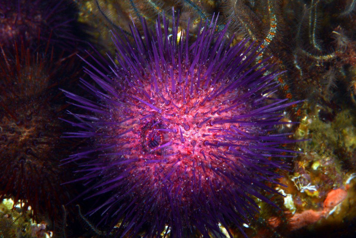 İstanbul Boğazı'nın sular altındaki manzarası