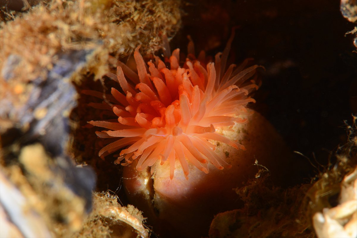 İstanbul Boğazı'nın sular altındaki manzarası