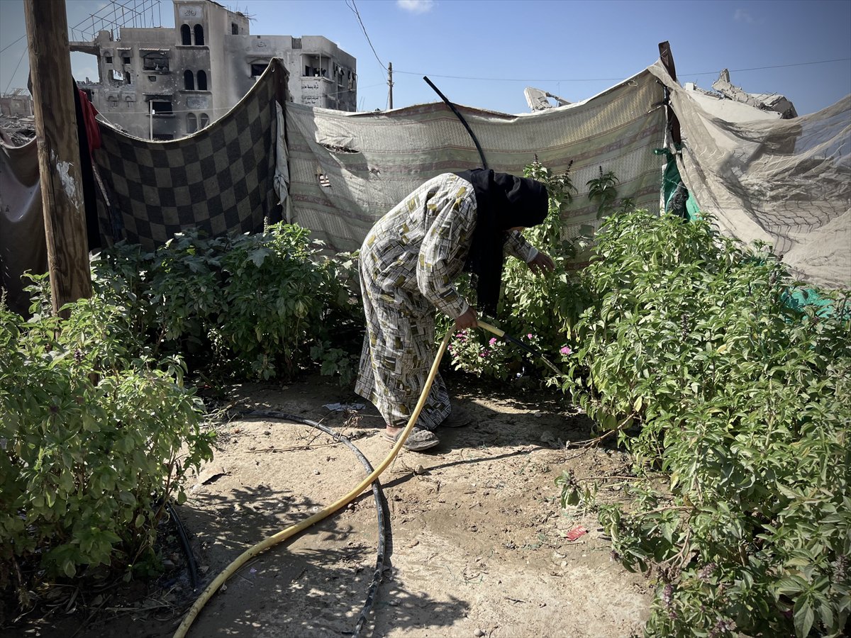 Filistinli çiftçiler kaldıkları çadırların arasında sebze yetiştirmeye başladı