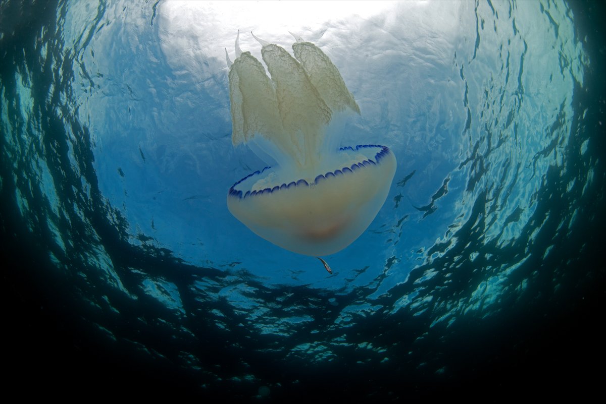 İstanbul Boğazı'nın sular altındaki manzarası