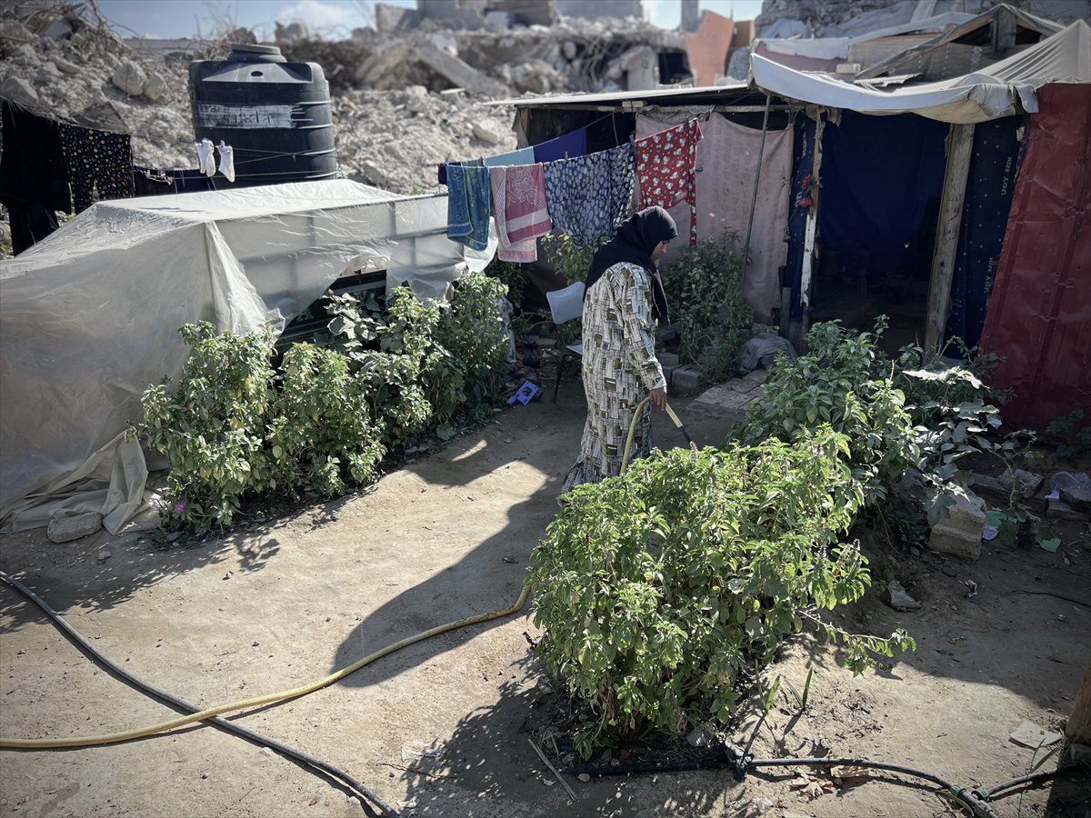 Filistinli çiftçiler kaldıkları çadırların arasında sebze yetiştirmeye başladı