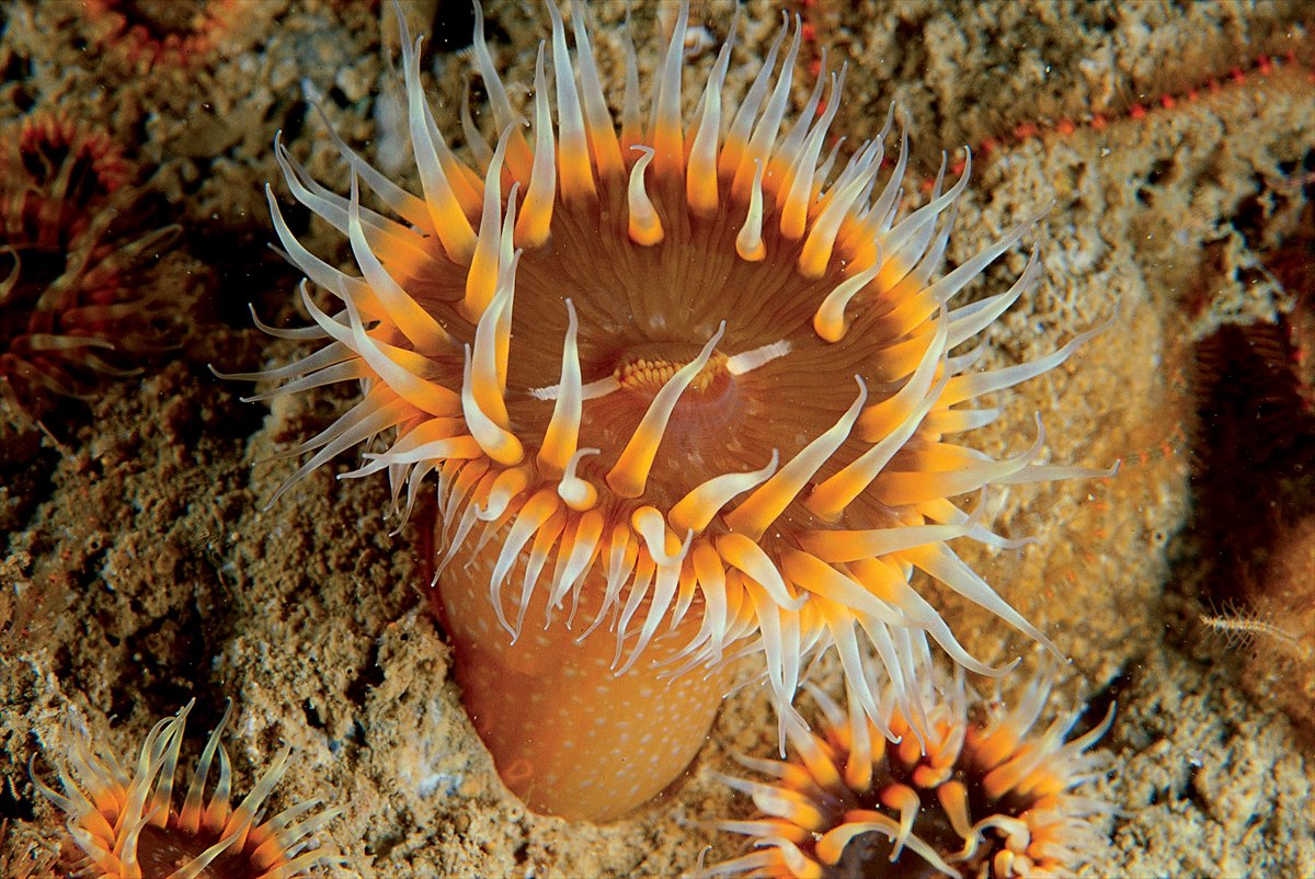 İstanbul Boğazı'nın sular altındaki manzarası