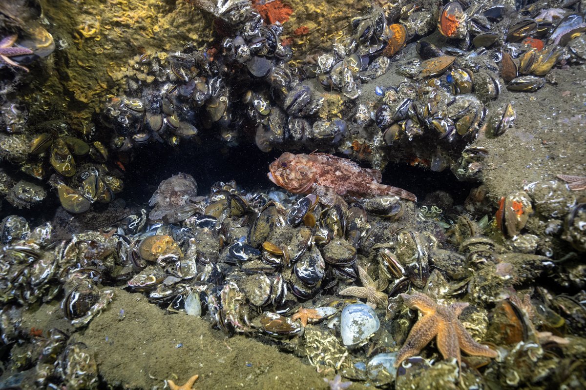 İstanbul Boğazı'nın sular altındaki manzarası