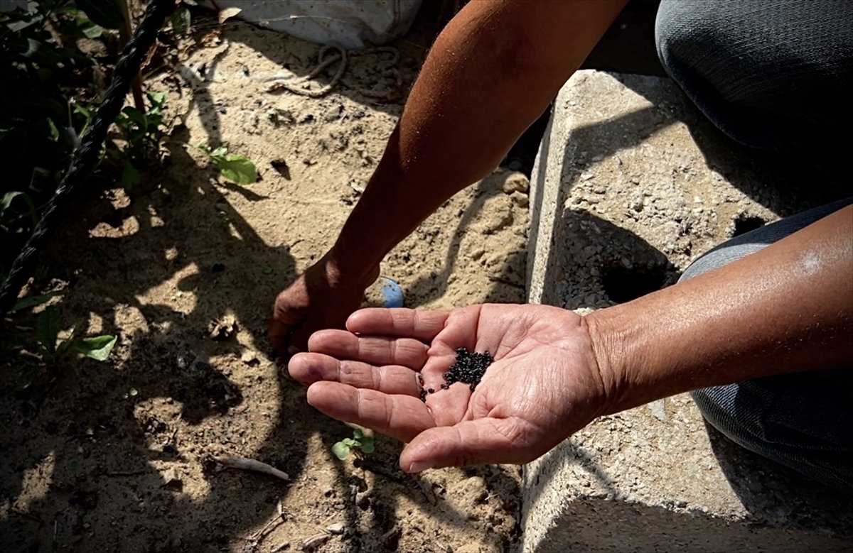 Filistinli çiftçiler kaldıkları çadırların arasında sebze yetiştirmeye başladı