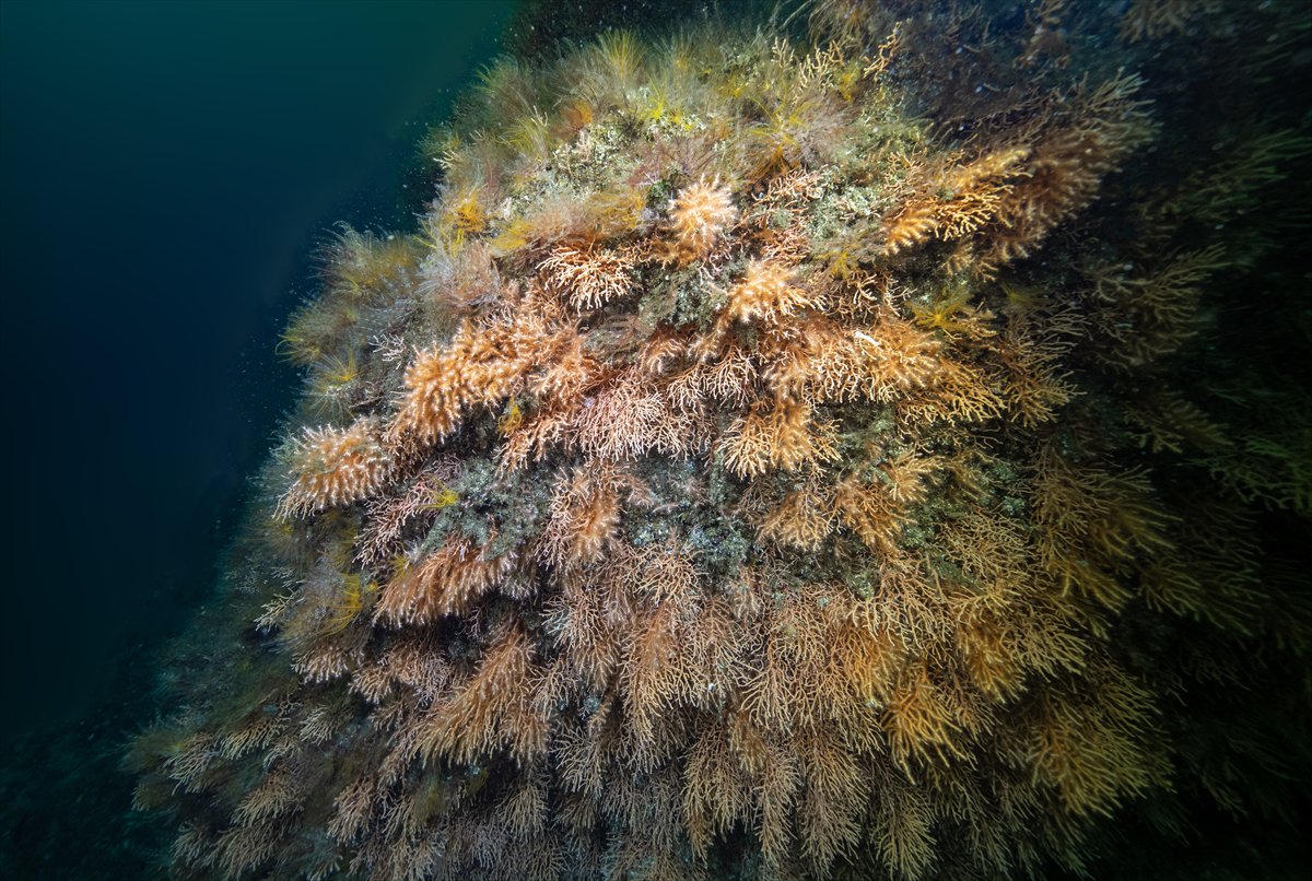 İstanbul Boğazı'nın sular altındaki manzarası