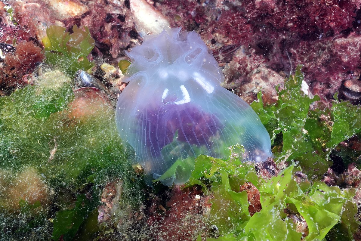 İstanbul Boğazı'nın sular altındaki manzarası