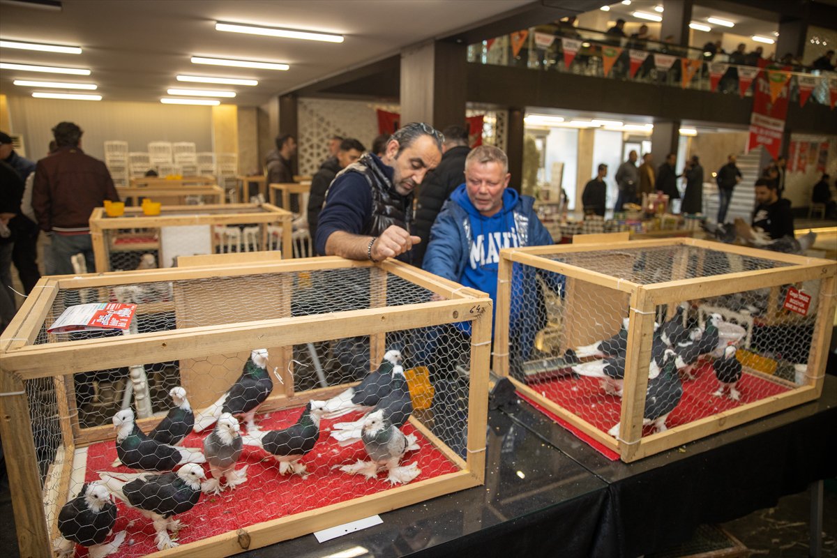 Sakarya'daki Güvercin Festivali'nde sıra dışı yarış