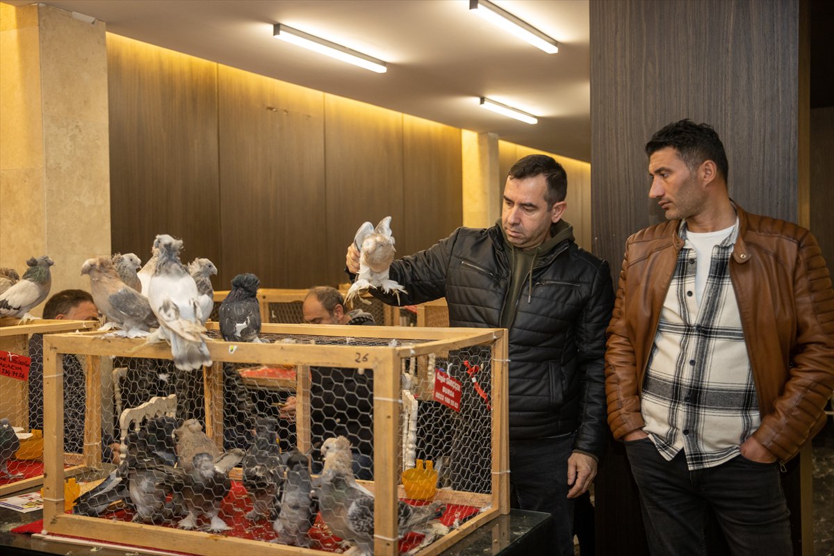 Sakarya'daki Güvercin Festivali'nde sıra dışı yarış