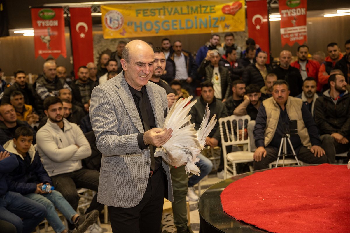 Sakarya'daki Güvercin Festivali'nde sıra dışı yarış