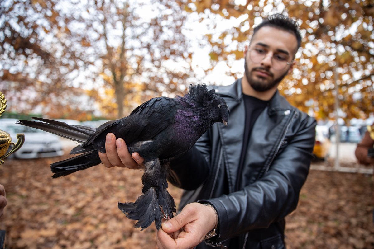 Sakarya'daki Güvercin Festivali'nde sıra dışı yarış