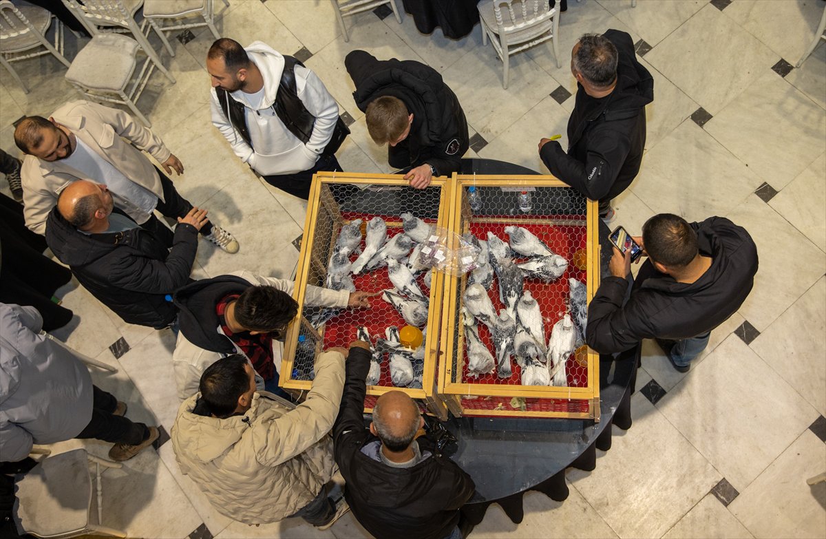 Sakarya'daki Güvercin Festivali'nde sıra dışı yarış