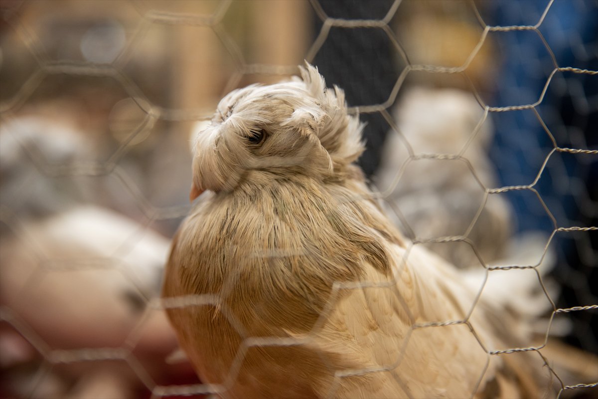 Sakarya'daki Güvercin Festivali'nde sıra dışı yarış