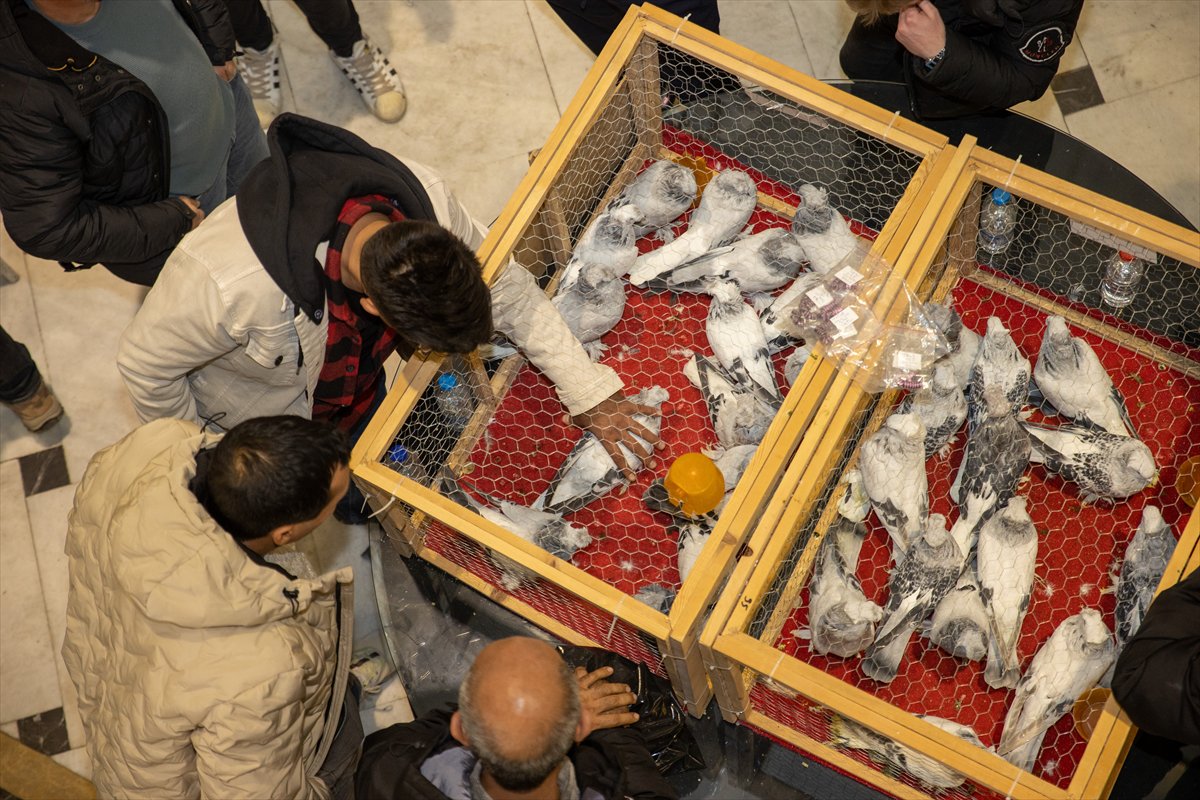 Sakarya'daki Güvercin Festivali'nde sıra dışı yarış