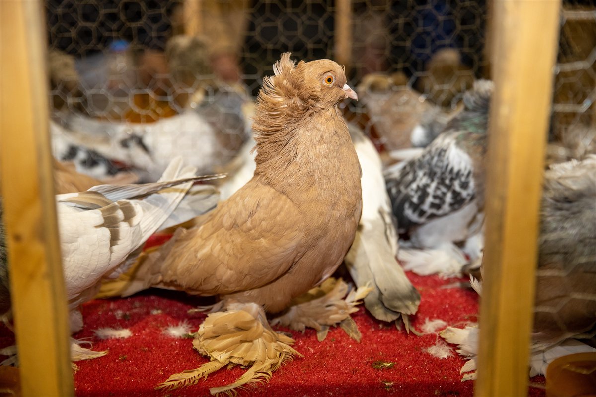 Sakarya'daki Güvercin Festivali'nde sıra dışı yarış
