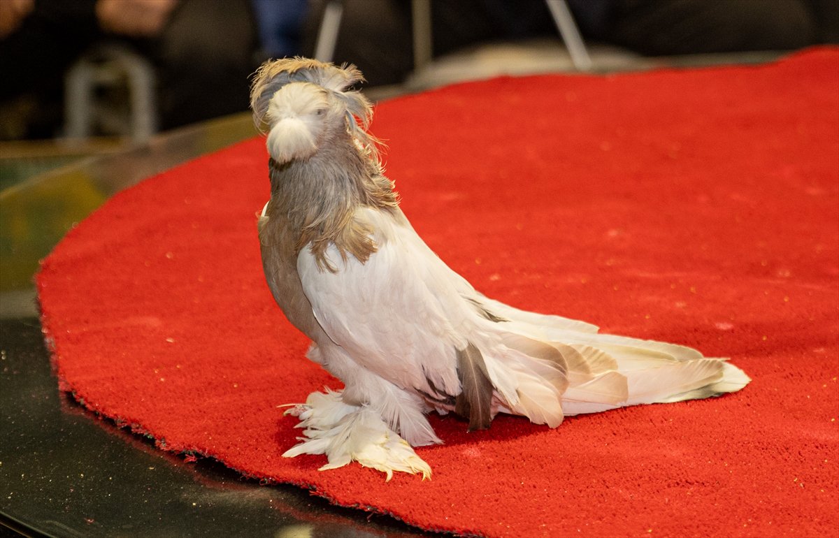 Sakarya'daki Güvercin Festivali'nde sıra dışı yarış
