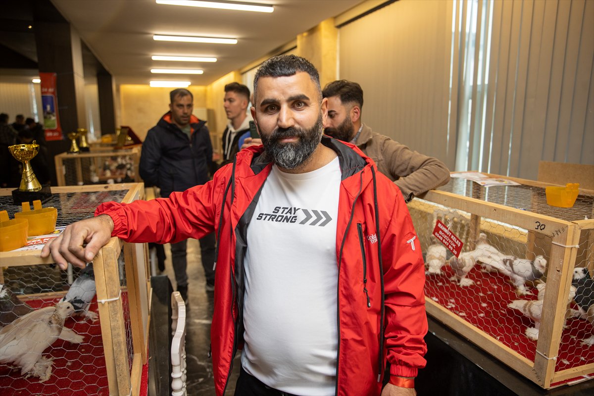 Sakarya'daki Güvercin Festivali'nde sıra dışı yarış