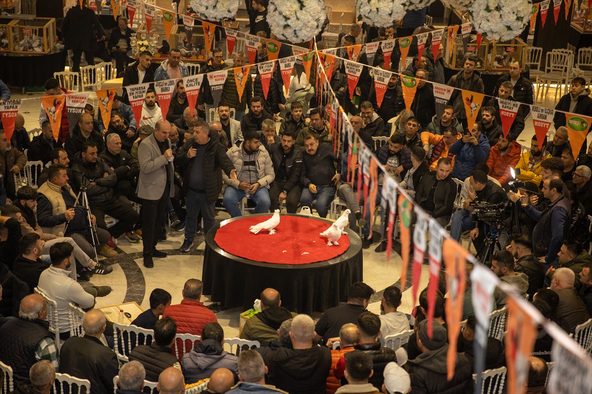 Sakarya'daki Güvercin Festivali'nde sıra dışı yarış
