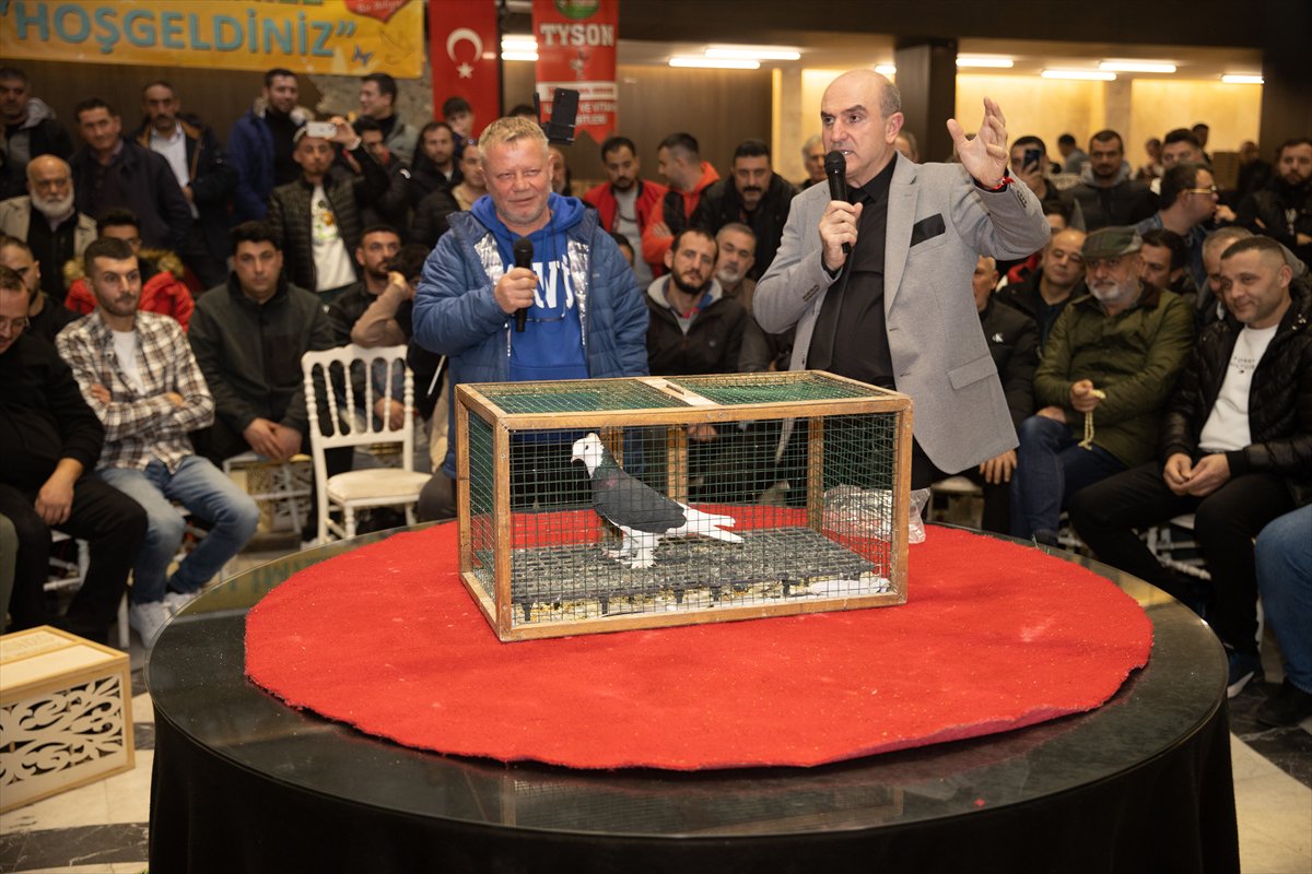 Sakarya'daki Güvercin Festivali'nde sıra dışı yarış