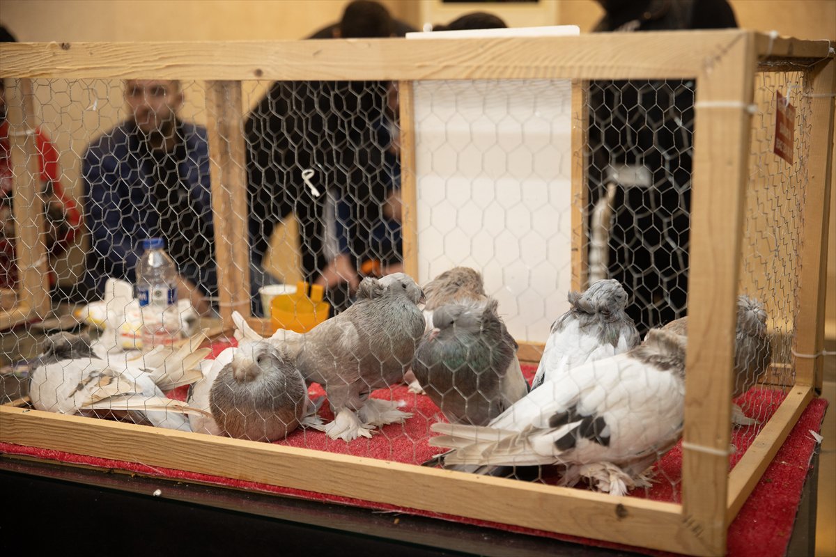 Sakarya'daki Güvercin Festivali'nde sıra dışı yarış