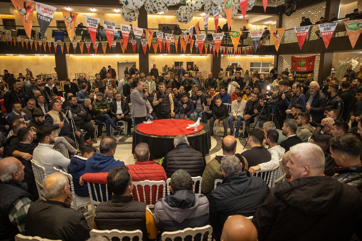 Sakarya'daki Güvercin Festivali'nde sıra dışı yarış