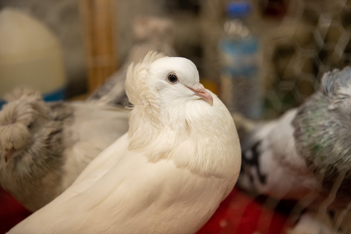 Sakarya'daki Güvercin Festivali'nde sıra dışı yarış