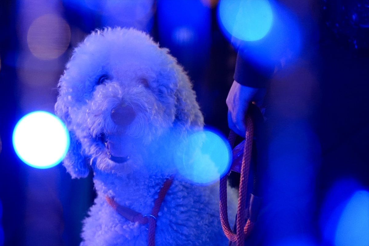 Toronto'da Noel hazırlıkları