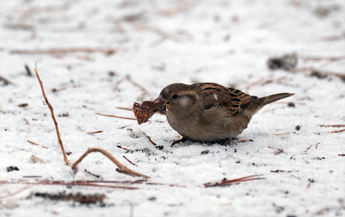 Yurt genelinden kar manzaraları