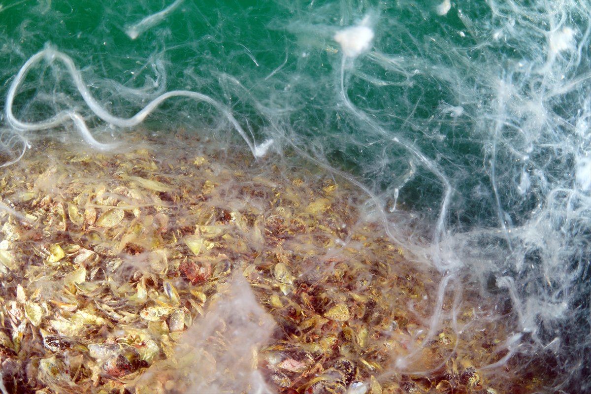 Marmara Denizi'nde tehlike çanları: Gölcük'te müsilaj görüldü