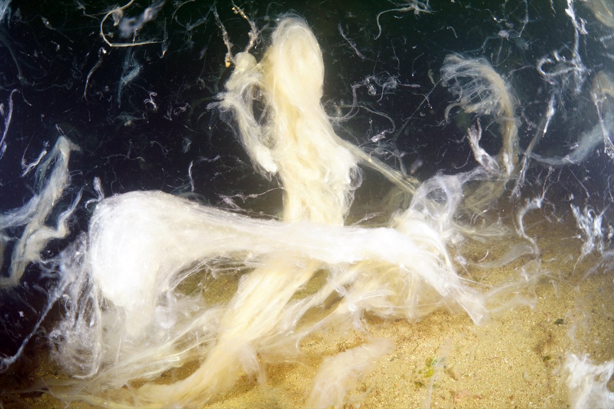 Marmara Denizi'nde tehlike çanları: Gölcük'te müsilaj görüldü