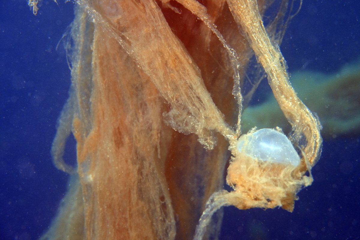 Marmara Denizi'nde tehlike çanları: Gölcük'te müsilaj görüldü