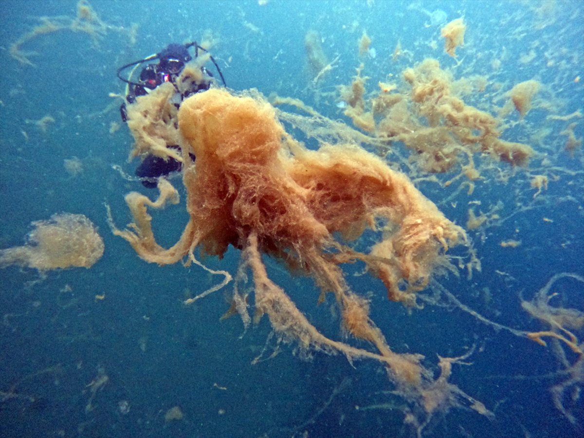 Marmara Denizi'nde tehlike çanları: Gölcük'te müsilaj görüldü